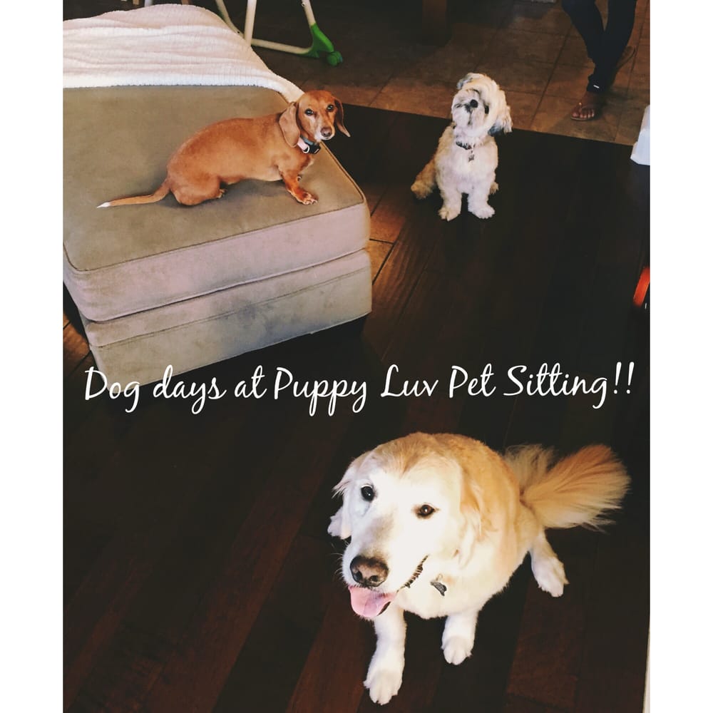 Puppy Luv Pet Sitting